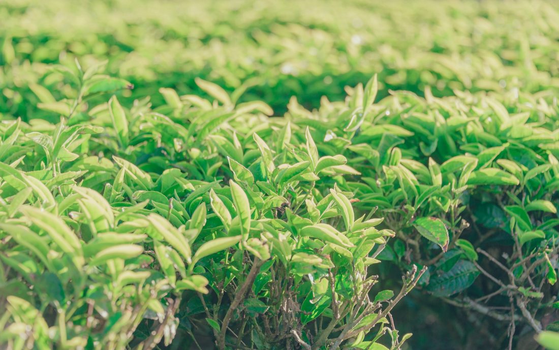 Hojas de té