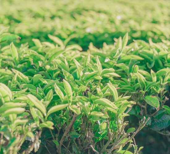 Hojas de té